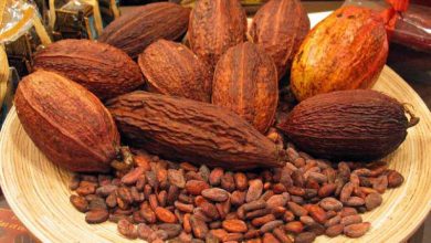 Photo of Sarawak Cocoa Bean Production Shows Upward Trend, Says Malaysian Cocoa Board