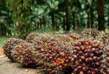 Photo of WTO To Rule On Malaysia-EU Palm Oil Spat