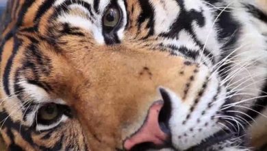 Photo of Harimau Malaysia Menjadi Lambang Keberanian, Integriti & Perpaduan Nasional – Kata Menteri Tenaga dan Sumber Asli
