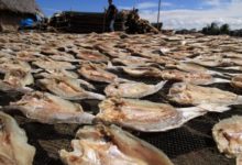 Photo of Pengusaha Agensi Pelancongan Beralih Arah Jadi Usahawan Ikan Masin