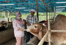 Photo of Fatimah MZ Agro Farm Sasar Jadi Pembekal Daging Sejuk Beku Tempatan Halal Utama