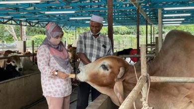 Photo of Fatimah MZ Agro Farm Sasar Jadi Pembekal Daging Sejuk Beku Tempatan Halal Utama