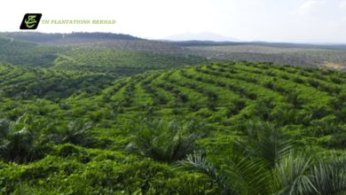 Photo of TH Plantations Raih Keuntungan Lebih Tinggi