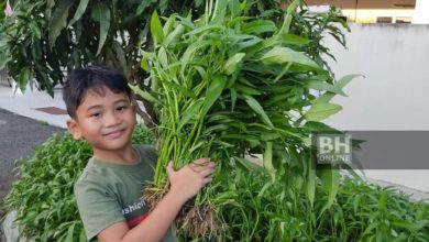 Photo of Kanak-kanak Berusia 6 Tahun Tanam Sayur