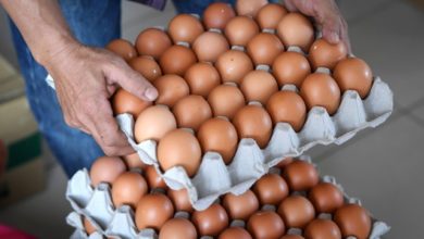 Photo of Pasukan Khas Ditubuhkan Siasat Industri Ayam, Telur