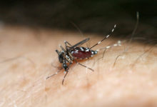 Photo of Dengue Cases On The Rise, Seven Deaths As Of April 30