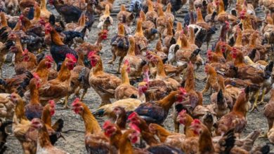Photo of Govt To Set Up Chicken Stockpile To Address Supply Shortage