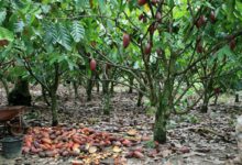 Photo of Malaysian Cocoa Board To Open 200 Hectares Of Land For Cultivation This Year