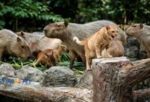 Photo of Oyen Kini Bergelar ‘Star of Zoo Negara’