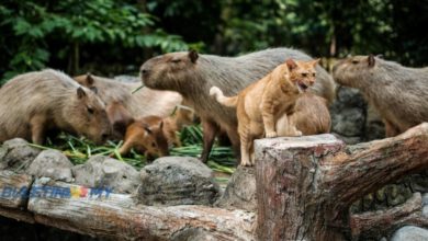 Photo of Oyen Kini Bergelar ‘Star of Zoo Negara’