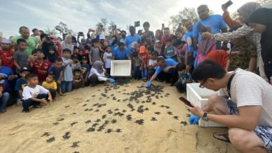 Photo of Aktiviti Pelancongan Berasaskan Pengalaman “Terengganu Turtle Experience Tourism” Akan Dirancakkan Secara Berganda – Razali Idris