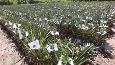 Photo of Nanas Jana Ekonomi Maahad Tahfiz